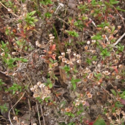 Pomax umbellata (A Pomax) at Molonglo Valley, ACT - 12 Jun 2023 by pinnaCLE