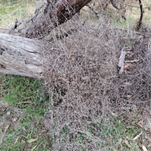 Galium aparine at Watson, ACT - 12 Jun 2023