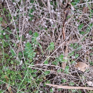 Galium aparine at Watson, ACT - 12 Jun 2023