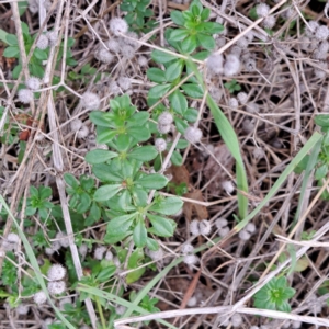 Galium aparine at Watson, ACT - 12 Jun 2023