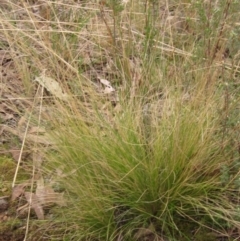 Poa sieberiana (Poa Tussock) at Molonglo Valley, ACT - 12 Jun 2023 by pinnaCLE