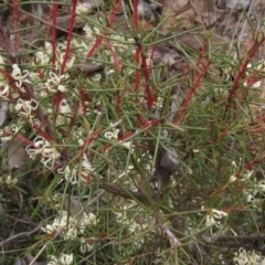 Hakea decurrens subsp. decurrens (Bushy Needlewood) at Molonglo Valley, ACT - 12 Jun 2023 by pinnaCLE