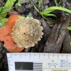 Psathyrella sp. at Genoa, VIC - 1 Jun 2023 01:37 PM