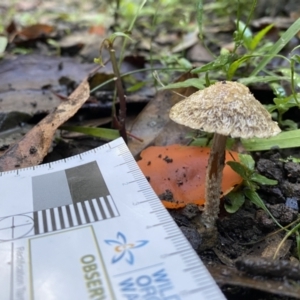 Psathyrella sp. at Genoa, VIC - 1 Jun 2023