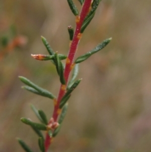 Dillwynia phylicoides at Molonglo Valley, ACT - 12 Jun 2023 02:40 PM