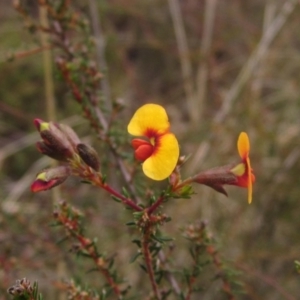 Dillwynia phylicoides at Molonglo Valley, ACT - 12 Jun 2023 02:40 PM