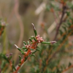 Dillwynia phylicoides at Molonglo Valley, ACT - 12 Jun 2023