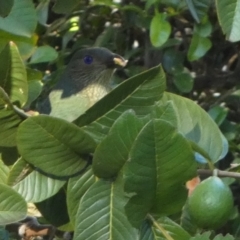 Ptilonorhynchus violaceus (Satin Bowerbird) at Tuross Head, NSW - 11 Jun 2023 by Paul4K