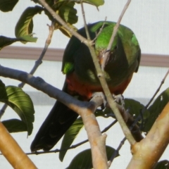 Alisterus scapularis (Australian King-Parrot) at Tuross Head, NSW - 11 Jun 2023 by Paul4K