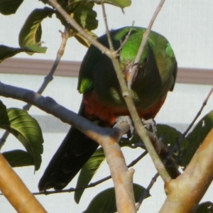 Alisterus scapularis at Tuross Head, NSW - suppressed