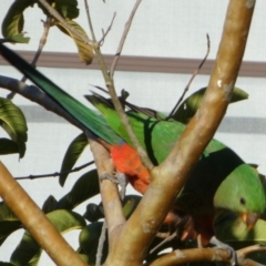 Alisterus scapularis at Tuross Head, NSW - suppressed