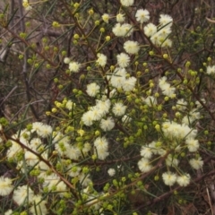Acacia genistifolia (Early Wattle) at Molonglo Valley, ACT - 12 Jun 2023 by pinnaCLE