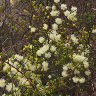 Acacia genistifolia (Early Wattle) at Black Mountain - 12 Jun 2023 by pinnaCLE