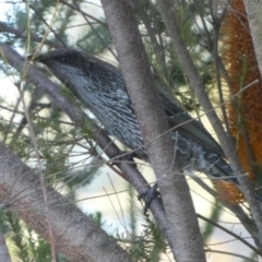 Anthochaera chrysoptera (Little Wattlebird) at Tuross Head, NSW - 11 Jun 2023 by Paul4K