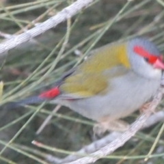 Neochmia temporalis (Red-browed Finch) at Tuross Head, NSW - 11 Jun 2023 by Paul4K