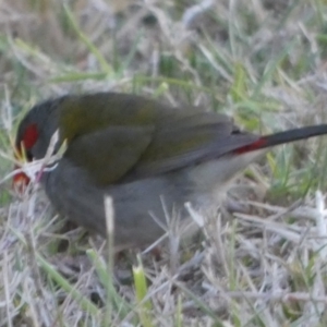 Neochmia temporalis at Tuross Head, NSW - 11 Jun 2023