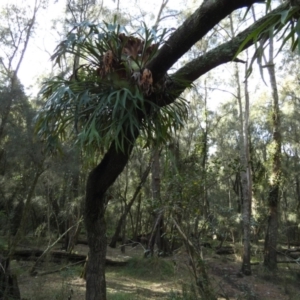 Platycerium bifurcatum at Tuross Head, NSW - suppressed