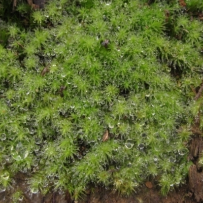 Unidentified Moss, Liverwort or Hornwort at Molonglo Valley, ACT - 12 Jun 2023 by pinnaCLE