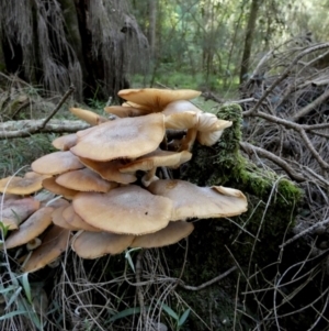 Armillaria sp. at Tuross Head, NSW - 12 Jun 2023