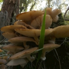 Armillaria sp. at Tuross Head, NSW - 12 Jun 2023