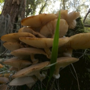 Armillaria sp. at Tuross Head, NSW - 12 Jun 2023