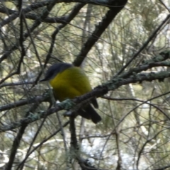 Eopsaltria australis (Eastern Yellow Robin) at Tuross Head, NSW - 12 Jun 2023 by Paul4K