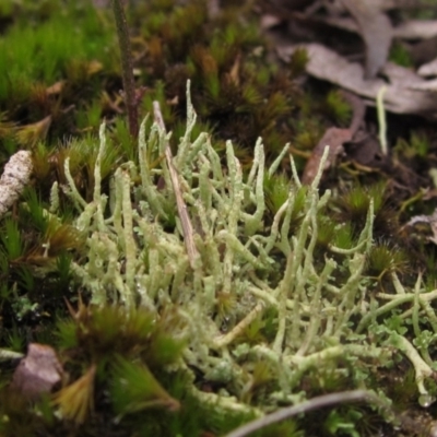 Cladonia sp. (genus) (Cup Lichen) at Black Mountain - 12 Jun 2023 by pinnaCLE