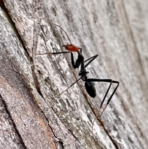 Leptomyrmex erythrocephalus at Rendezvous Creek, ACT - 12 Jun 2023