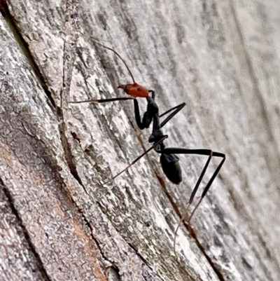Leptomyrmex erythrocephalus (Spider ant) at Namadgi National Park - 12 Jun 2023 by simonkel