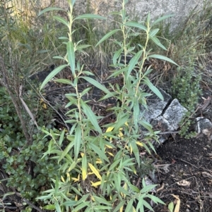 Ozothamnus stirlingii at Tennent, ACT - 10 Jun 2023