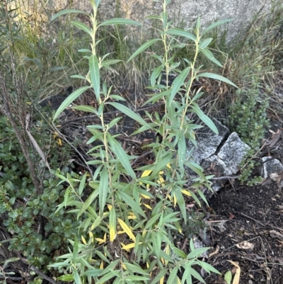 Ozothamnus stirlingii (Ovens Everlasting) at Tennent, ACT - 10 Jun 2023 by lbradley