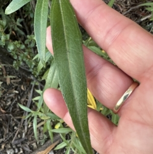 Ozothamnus stirlingii at Tennent, ACT - 10 Jun 2023