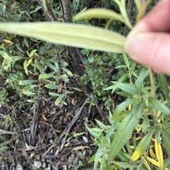 Ozothamnus stirlingii at Tennent, ACT - 10 Jun 2023 04:13 PM