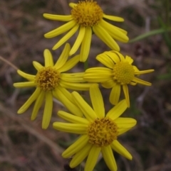 Senecio madagascariensis (Madagascan Fireweed, Fireweed) at Black Mountain - 12 Jun 2023 by pinnaCLE