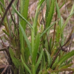 Senecio madagascariensis at Yarralumla, ACT - 12 Jun 2023