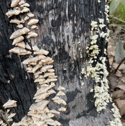 Stereum sp. at Namadgi National Park - 12 Jun 2023 by simonkel