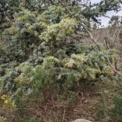 Acacia baileyana (Cootamundra Wattle, Golden Mimosa) at Watson, ACT - 12 Jun 2023 by WalterEgo