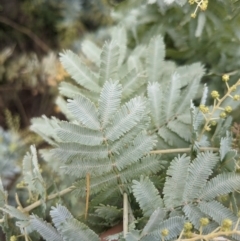 Acacia baileyana at Watson, ACT - 12 Jun 2023