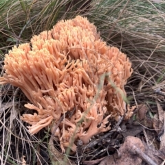 Ramaria sp. (genus) (A Coral fungus) at Paddys River, ACT - 12 Jun 2023 by RosD