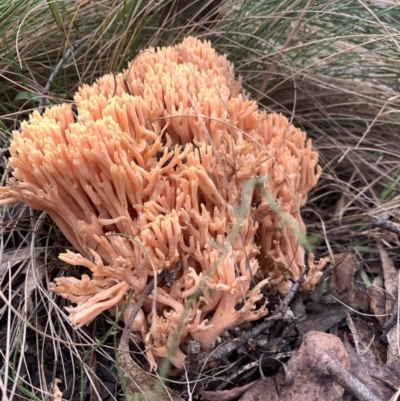 Ramaria sp. (A Coral fungus) at Paddys River, ACT - 12 Jun 2023 by RosD
