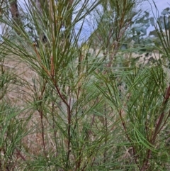 Grevillea (genus) (Grevillea) at Stromlo, ACT - 12 Jun 2023 by BethanyDunne