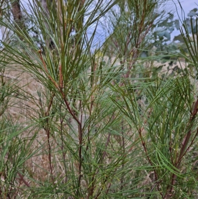 Grevillea (genus) (Grevillea) at Stromlo, ACT - 12 Jun 2023 by BethanyDunne