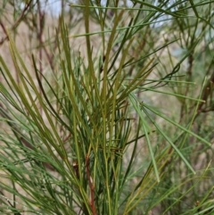 Grevillea sp. at Stromlo, ACT - 12 Jun 2023