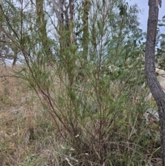 Grevillea sp. at Stromlo, ACT - 12 Jun 2023