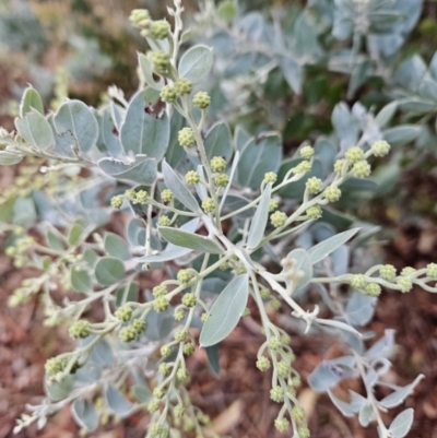 Acacia podalyriifolia (Queensland Silver Wattle) at Chapman, ACT - 12 Jun 2023 by BethanyDunne
