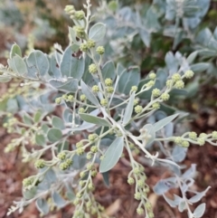 Acacia podalyriifolia (Queensland Silver Wattle) at Cooleman Ridge - 12 Jun 2023 by BethanyDunne