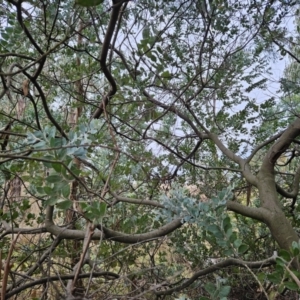 Acacia podalyriifolia at Chapman, ACT - 12 Jun 2023