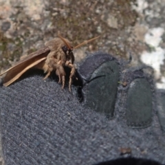 Oxycanus (genus) (Unidentified Oxycanus moths) at Namadgi National Park - 27 May 2023 by Kenton