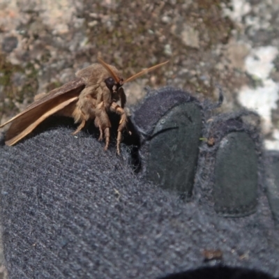 Oxycanus (genus) (Unidentified Oxycanus moths) at Namadgi National Park - 27 May 2023 by Kenton