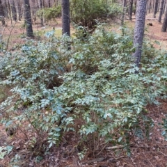 Berberis aquifolium (Oregon Grape) at Molonglo Valley, ACT - 9 Jun 2023 by Steve_Bok